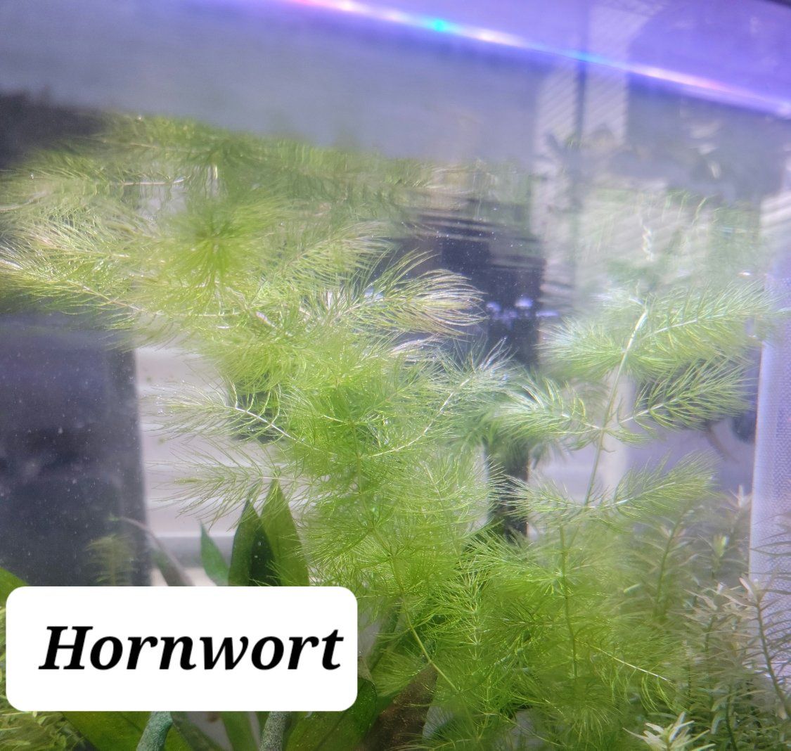 Hornwort Aquarium Plant