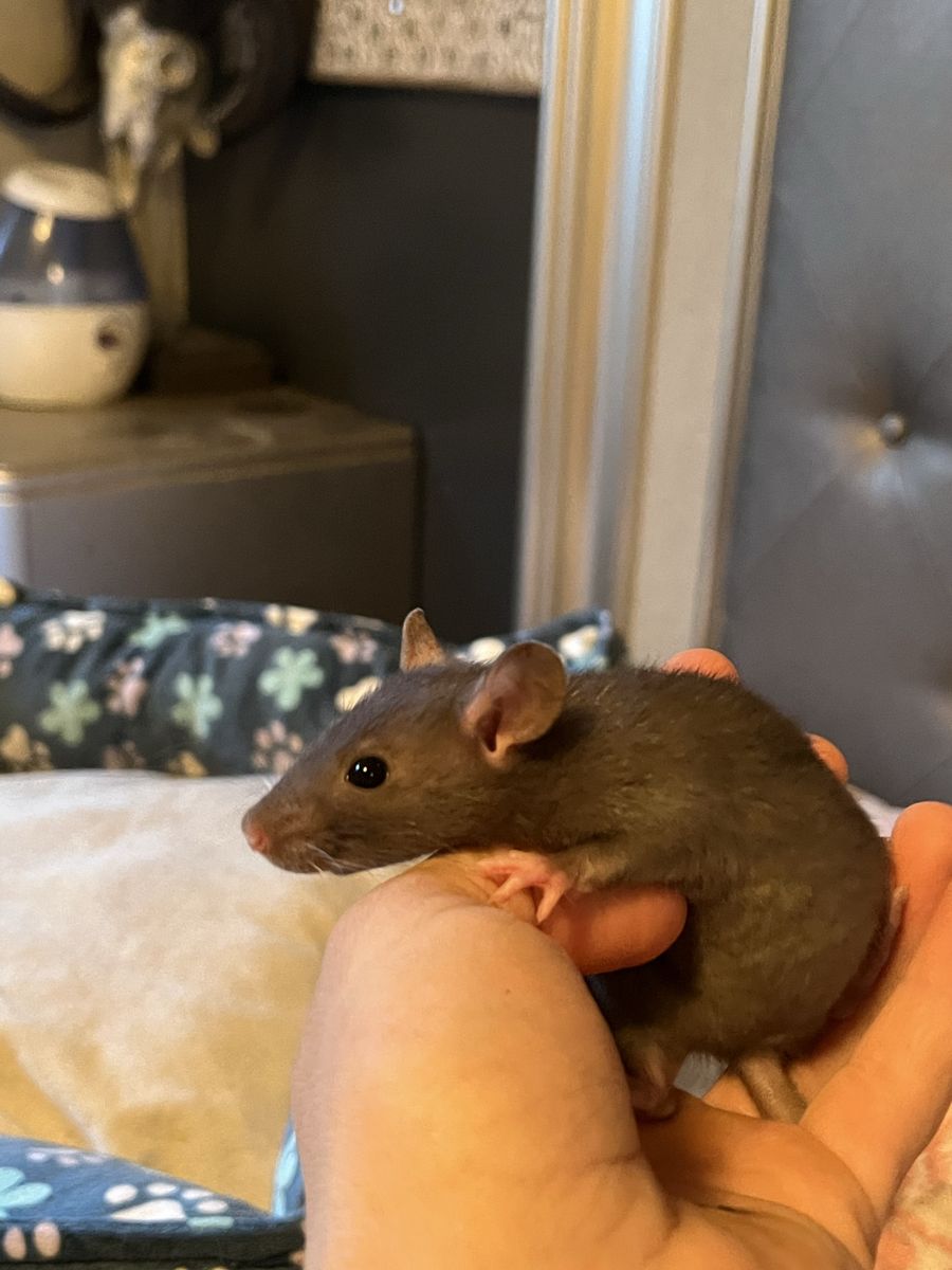 Baby rats ready to go only two males left