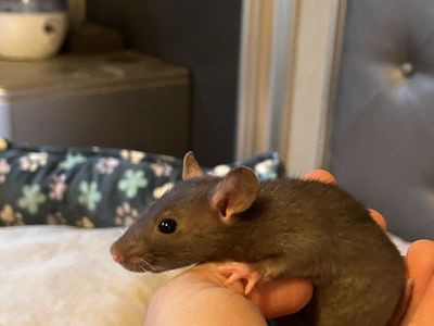 Baby rats ready to go only two males left