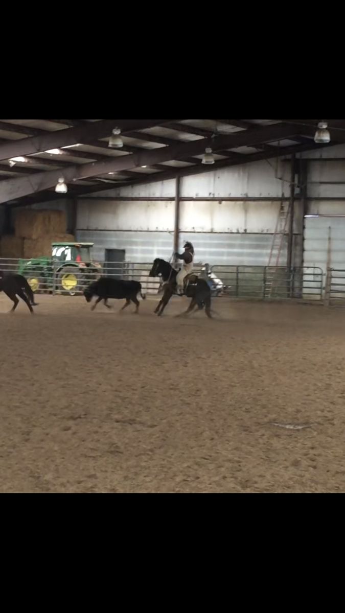 9 year old blue roan gelding heel and breakaway horse