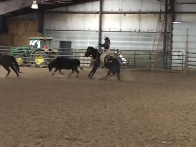 9 year old blue roan gelding heel and breakaway horse