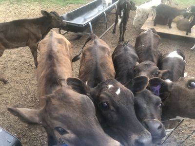 Bottle Calves