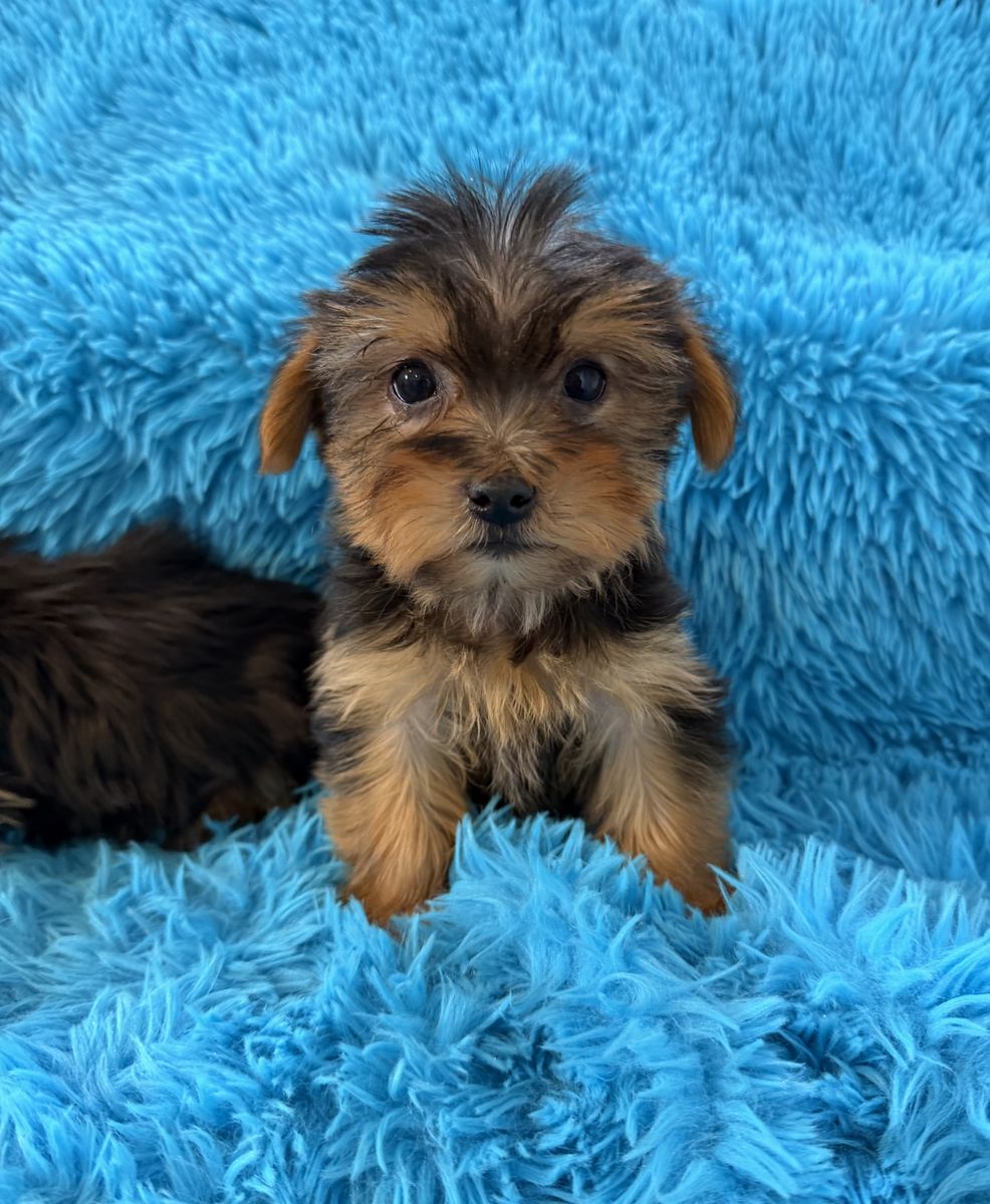 Sweet Little Purebred Yorkie Puppies Yorkies
