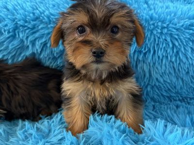 Sweet Little Purebred Yorkie Puppies Yorkies