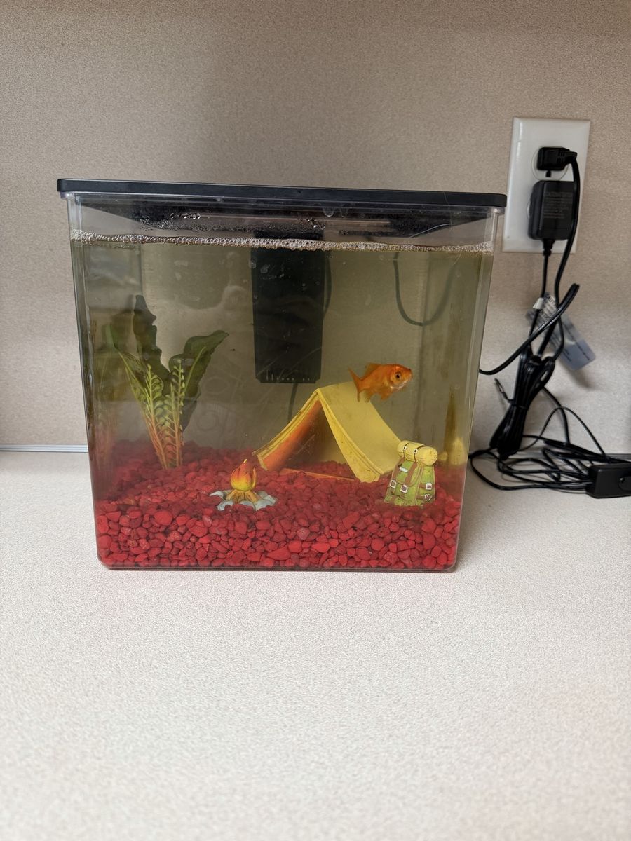 Goldfish and tank