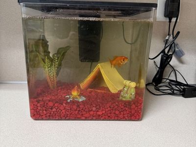 Goldfish and tank