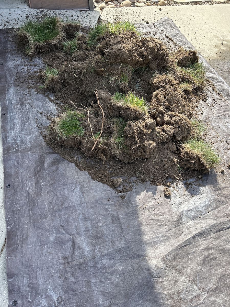 Free Grass. Will fill a 6 x 4 foot area
