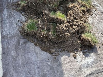 Free Grass. Will fill a 6 x 4 foot area