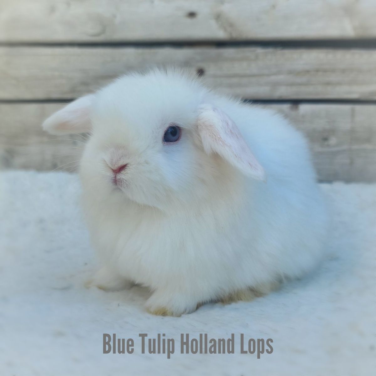 Blue Eyed White Tiny Holland Lops