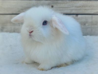 Blue Eyed White Tiny Holland Lops