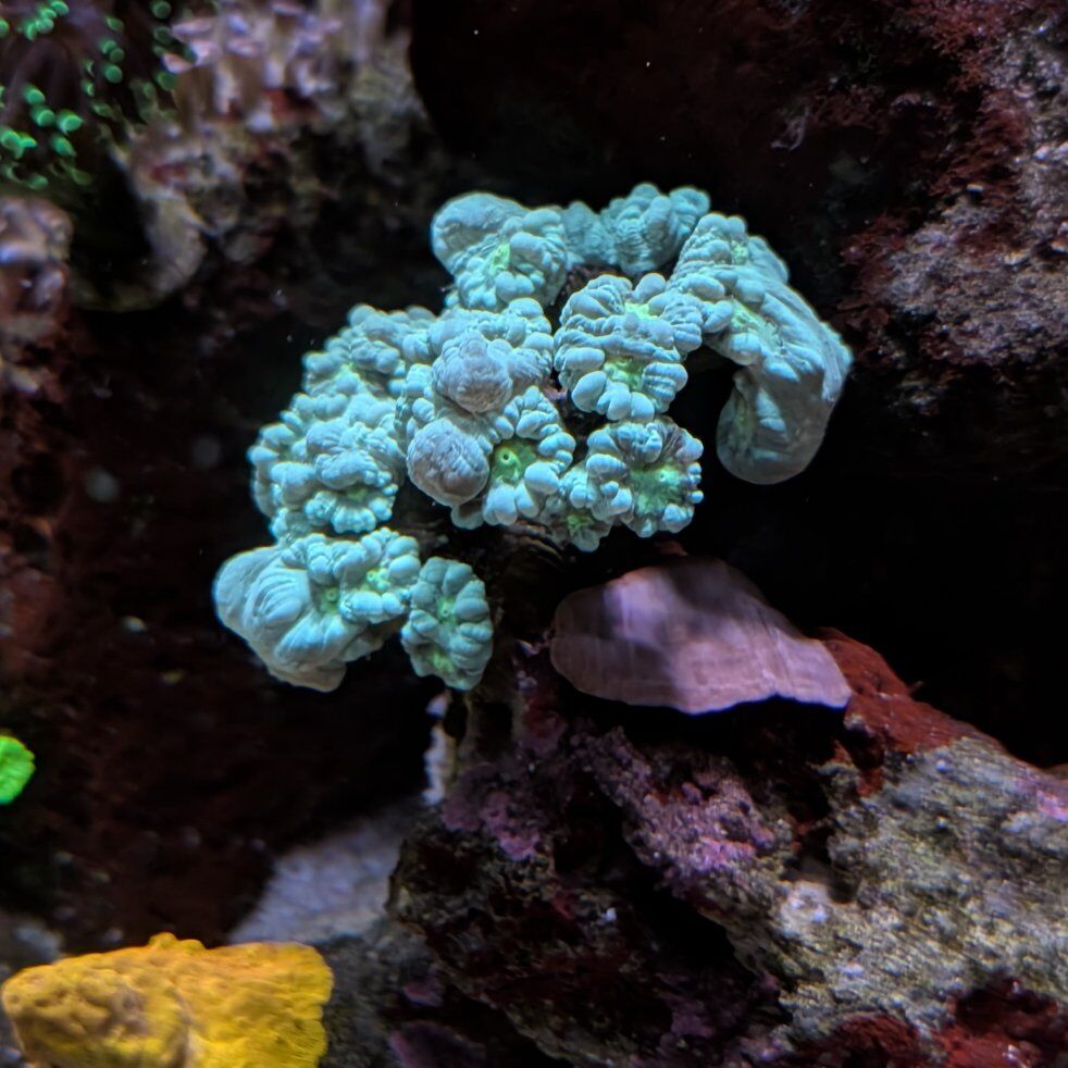 Teal Candy cane colony