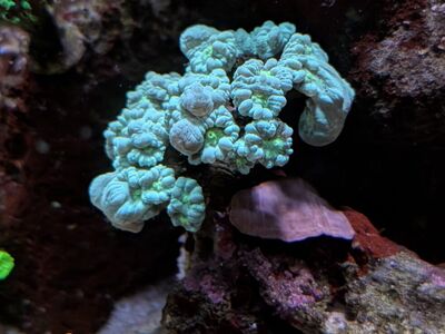Teal Candy cane colony