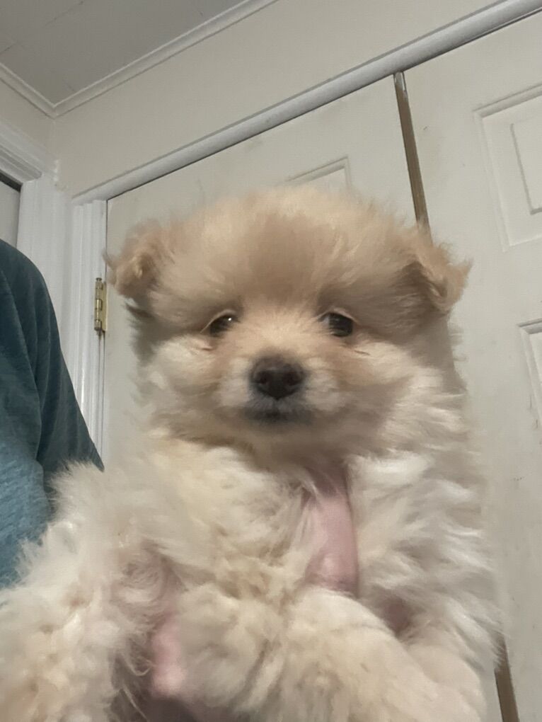 Pomeranian Puppy