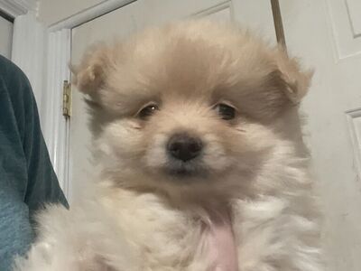 Pomeranian Puppy