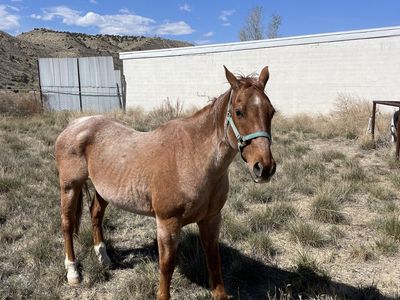 Willey red roan Gelding