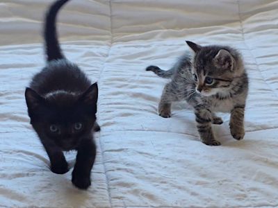 2 Kittens Looking for a Home