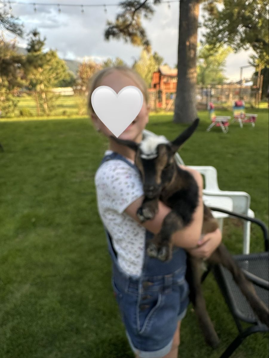 Nigerian Dwarf baby goats