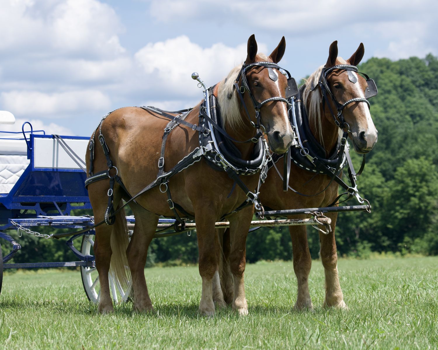 Gene & Autry - Nice Young Belgian Draft Horse Team for Sale