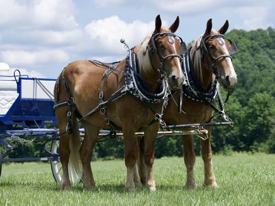 Gene & Autry - Nice Young Belgian Draft Horse Team for Sale