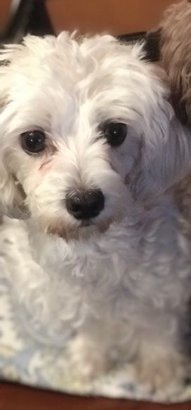 Small Female Maltipoo AKC Malyese toy Poodle Puppy - Calm, gentle, Hypoallergenic, non-shedding, quiet lap