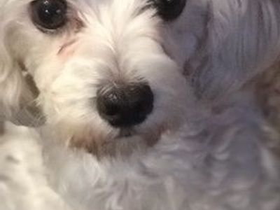 Small Female Maltipoo AKC Malyese toy Poodle Puppy - Calm, gentle, Hypoallergenic, non-shedding, quiet lap