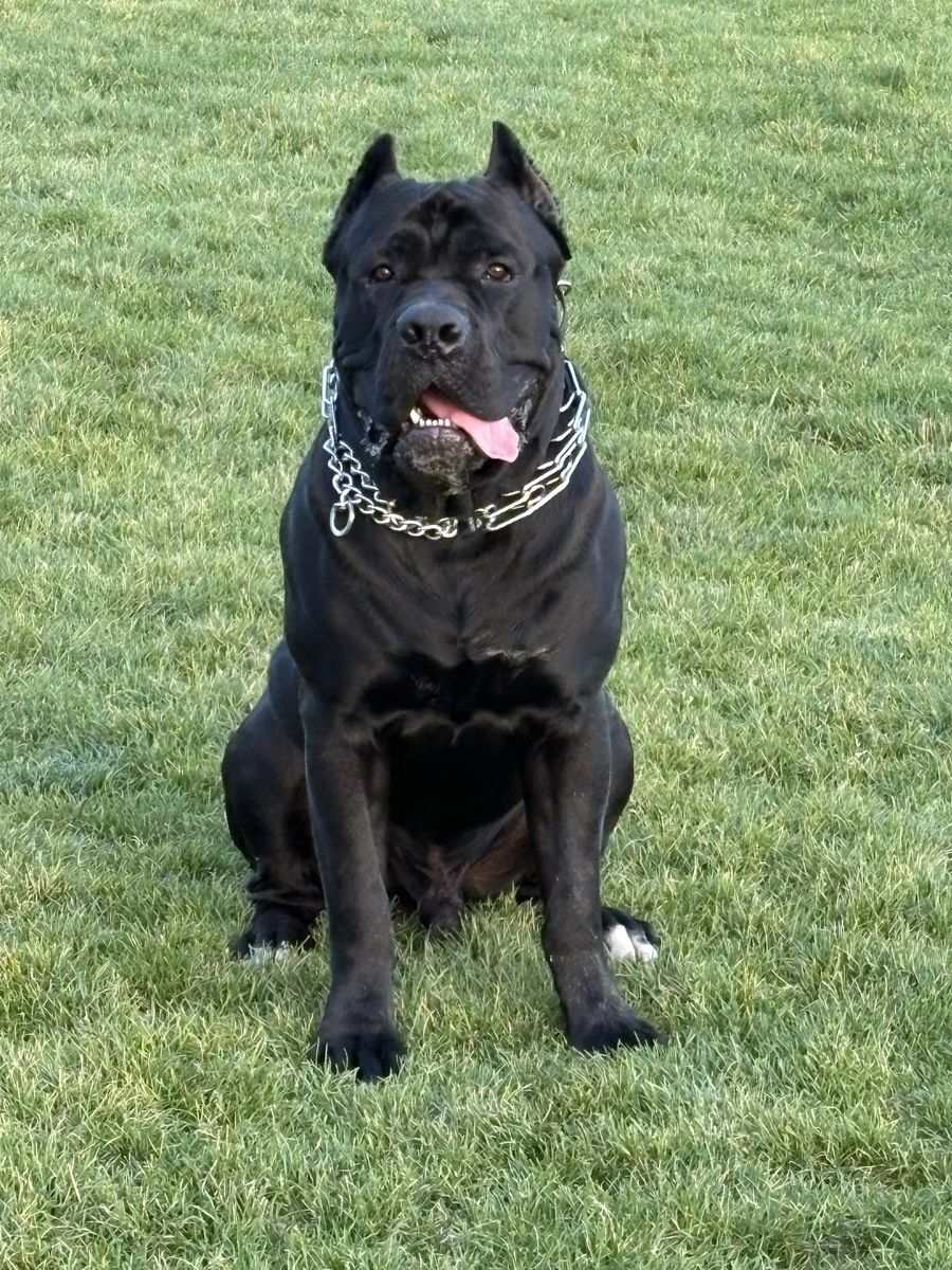 Proven Cane Corso Stud Service