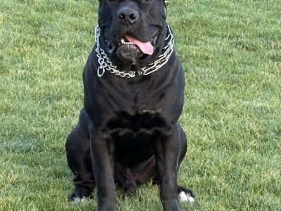 Proven Cane Corso Stud Service