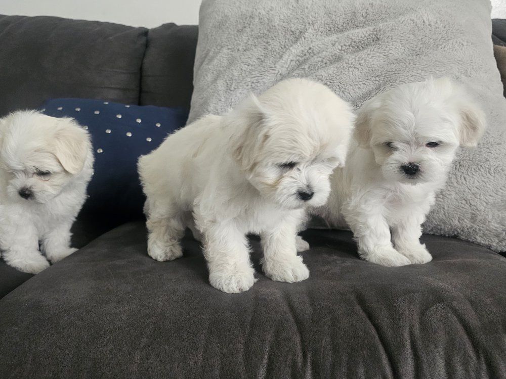 maltese puppies