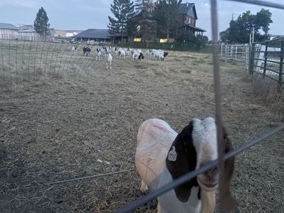 Mature Boer Nannies