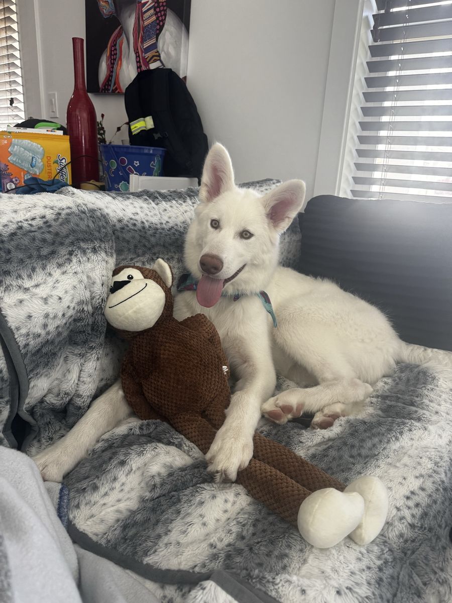 White purebred Malamute 