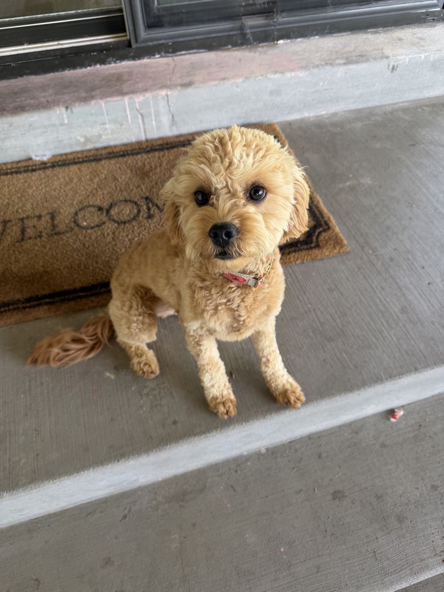 7 month old Cavapoo