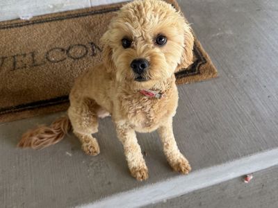 7 month old Cavapoo