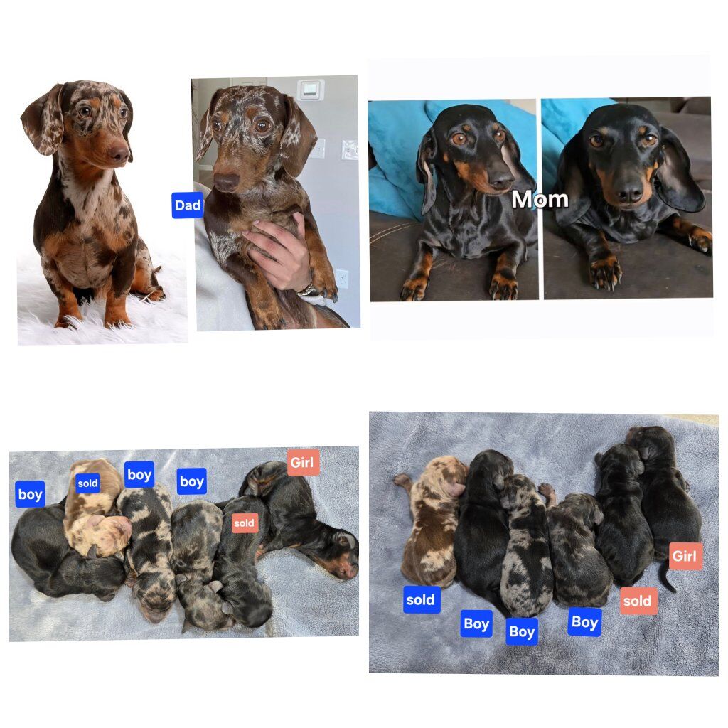 Short hair miniature Dachshund