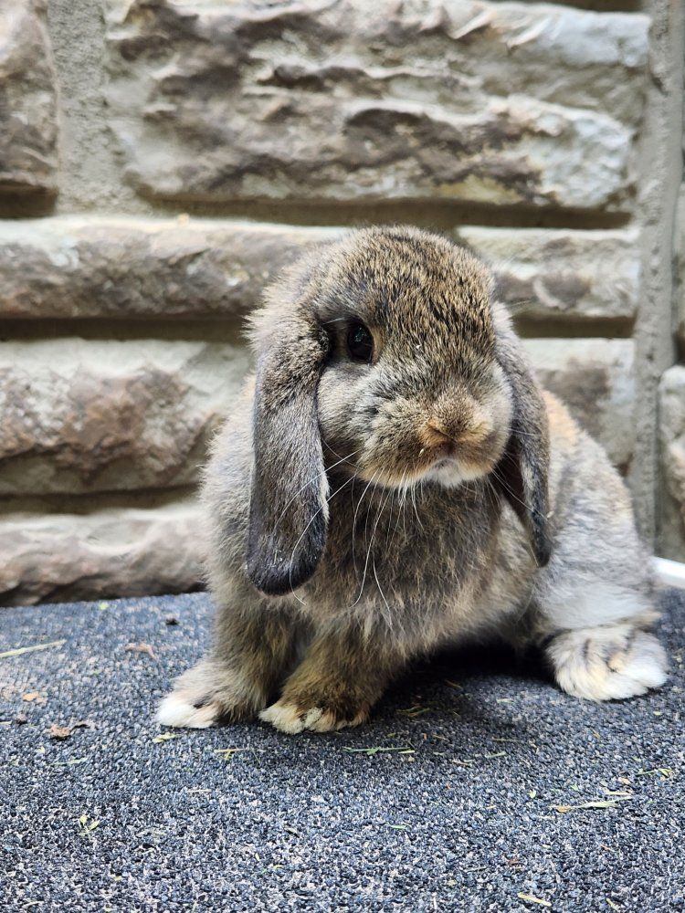 Mini Holland Lop Buck - Very Sweet and Small