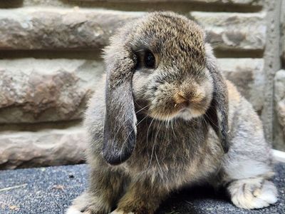 Mini Holland Lop Buck - Very Sweet and Small
