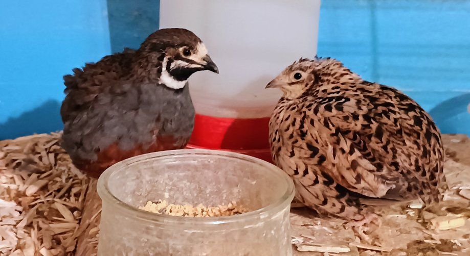 Button Quail, aka King Quail