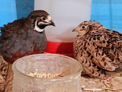 Button Quail, aka King Quail
