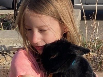 Lovely black bunny rabbit with cage / hutch