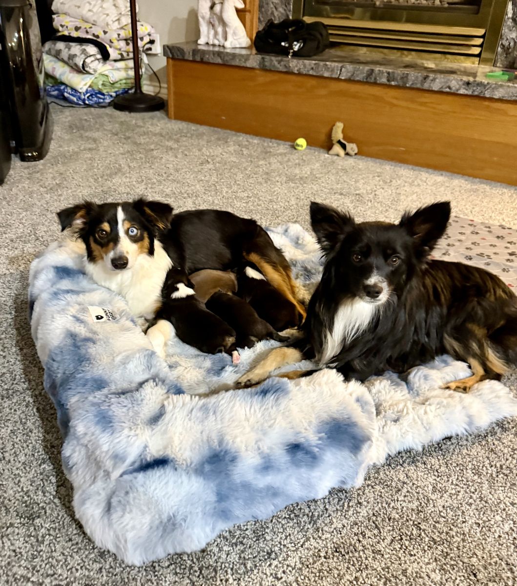 Mini Aussie Shepard Puppies-American Stock Dog registered