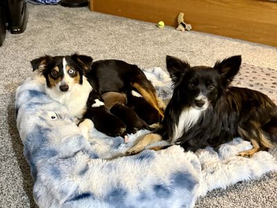 Mini Aussie Shepard Puppies-American Stock Dog registered