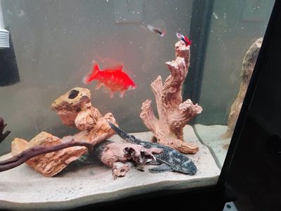 10" Large Sarasa Comet Goldfish - $40