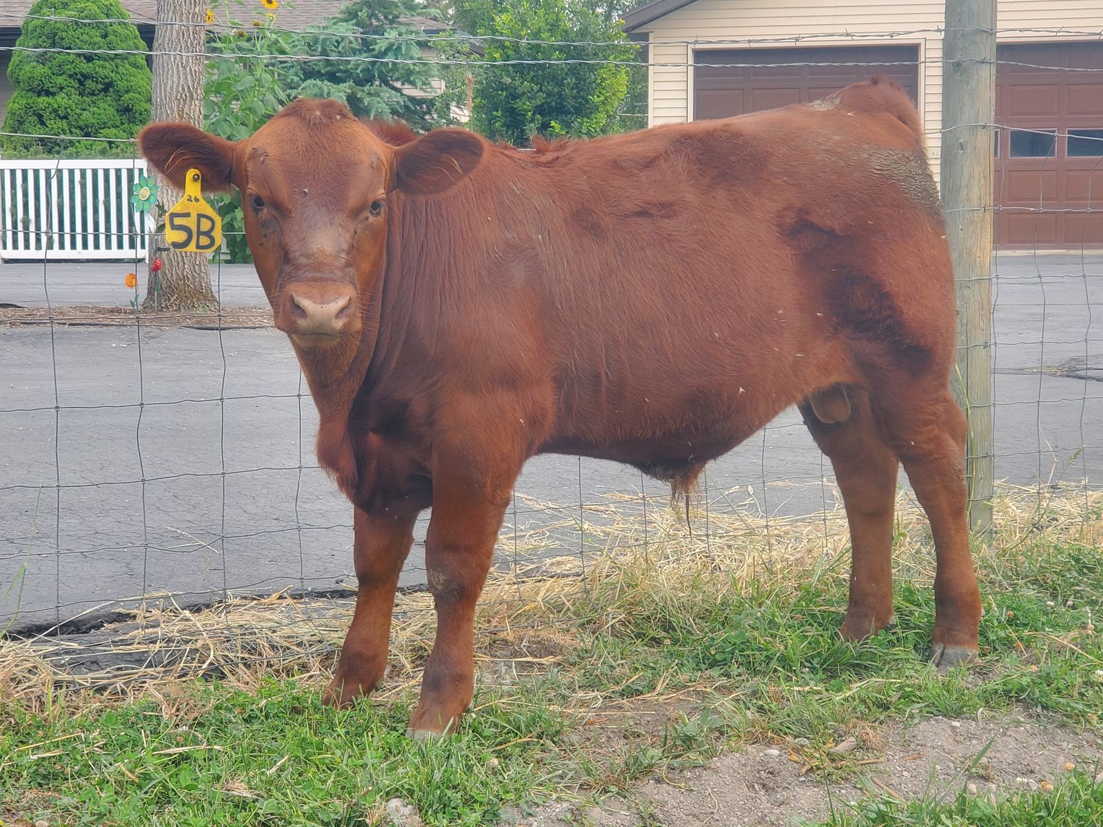 Red Angus Bull calves