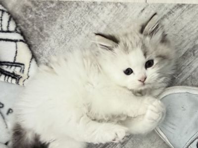 Siberian kittens Pedigreed/from champion lines