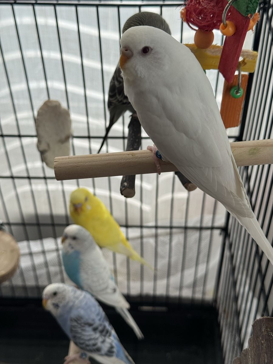 Parakeets & all supplies (cage, food, cage toys, etc)