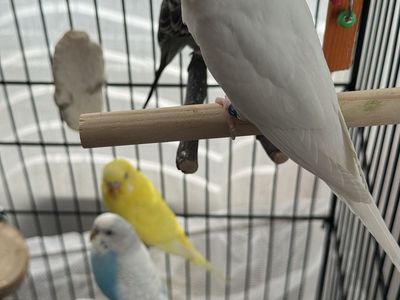 Parakeets & all supplies (cage, food, cage toys, etc)