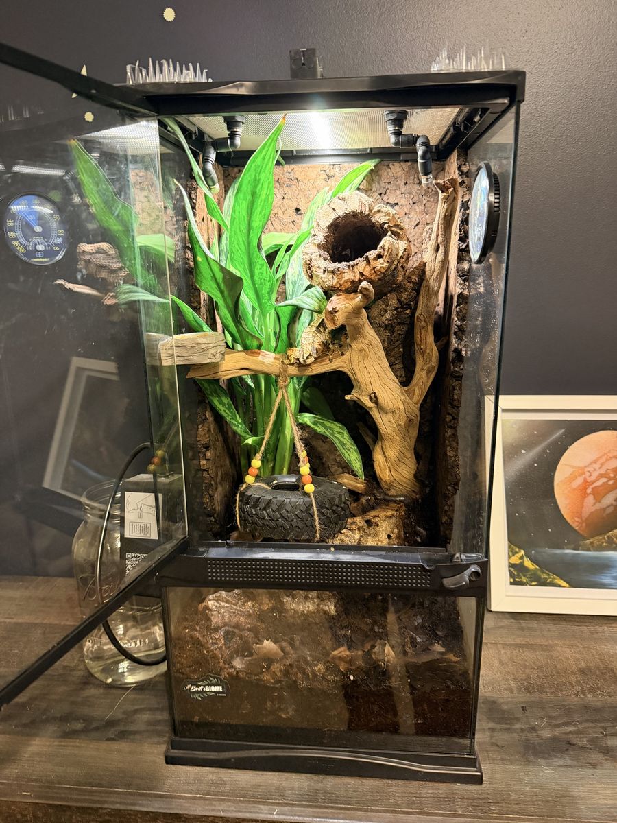 Crested Gecko with Biodiverse Habitat