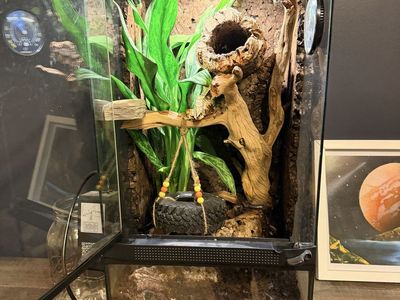 Crested Gecko with Biodiverse Habitat