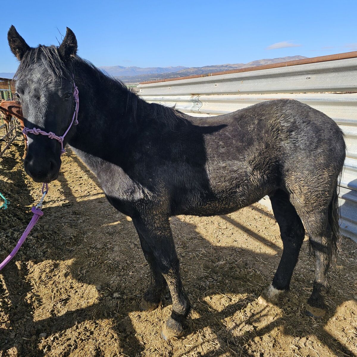 2 Year Old Half Draft Stud Colt
