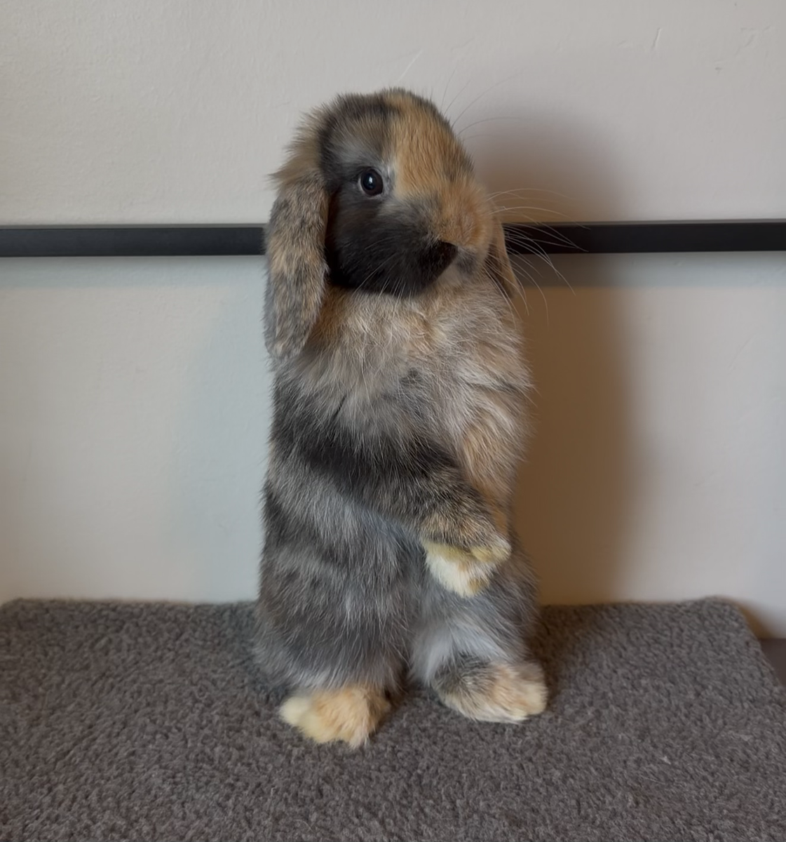 Adventurous Holland Lop Doe