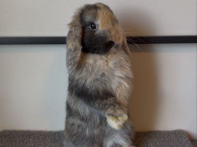 Adventurous Holland Lop Doe